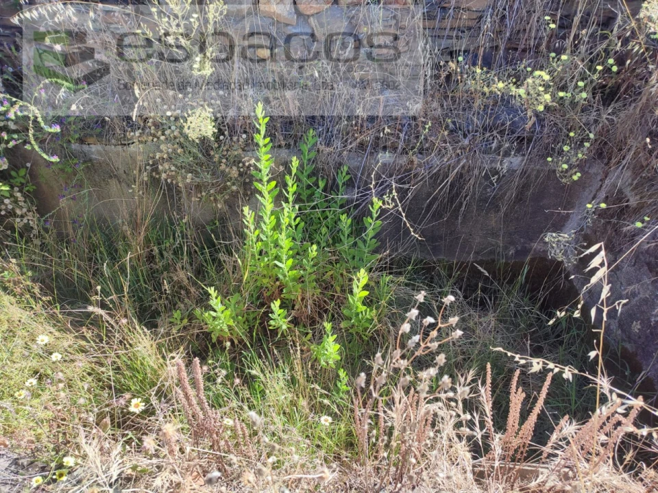 Terreno Agricola ou Rústico para Venda em Vila Velha de Rodão Foto 15