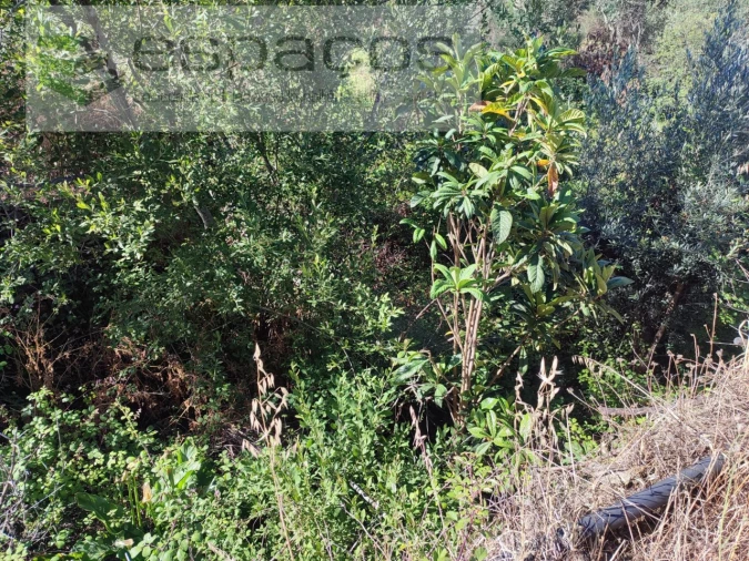Terreno Agricola ou Rústico para Venda em Vila Velha de Rodão Foto 10