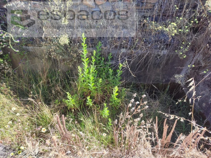 Terreno Agricola ou Rústico para Venda em Vila Velha de Rodão Foto 15