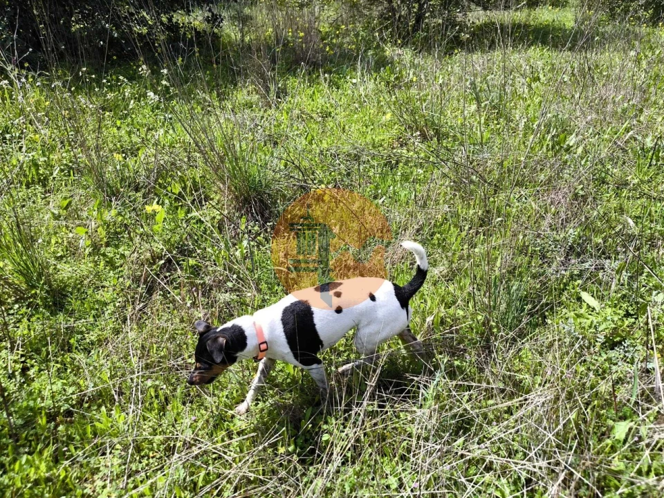 Terreno para Venda em Santa Catarina da Fonte do Bispo Foto 22