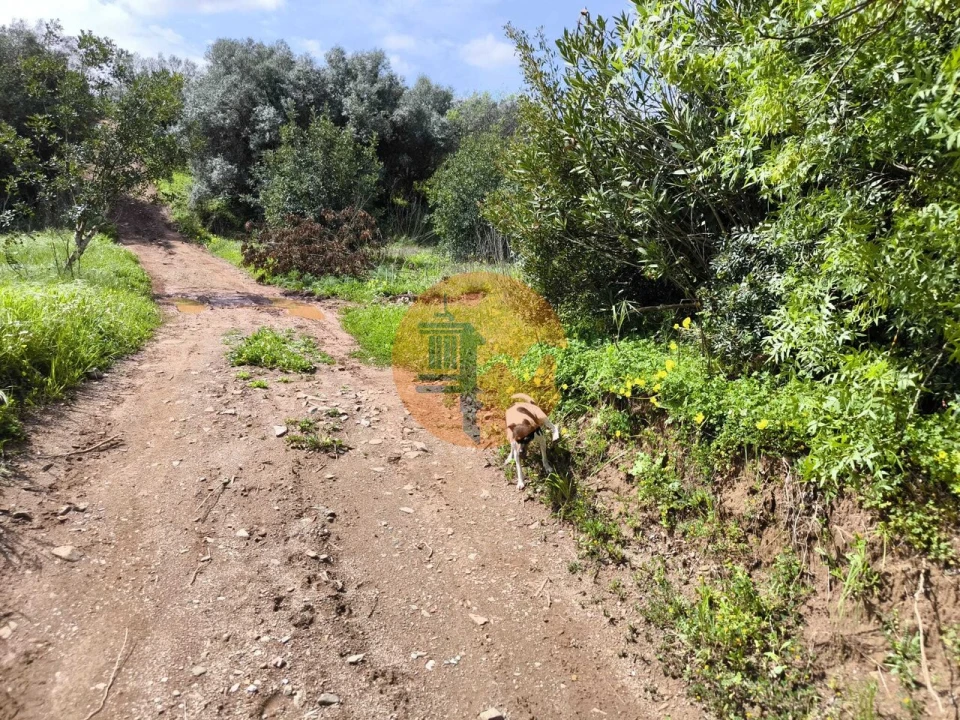Terreno para Venda em Santa Catarina da Fonte do Bispo Foto 30