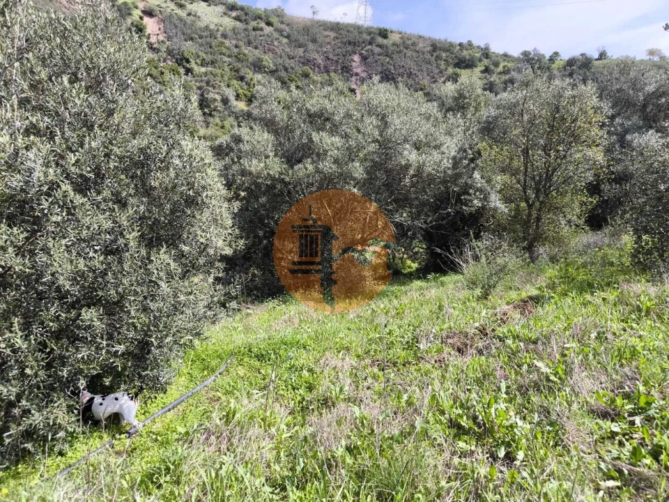 Terreno para Venda em Santa Catarina da Fonte do Bispo Foto 35