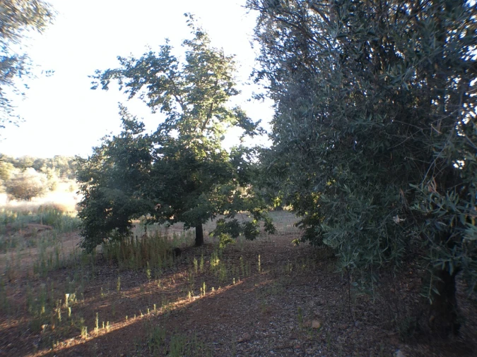 Quinta T2 para Venda em Esperança Foto 16