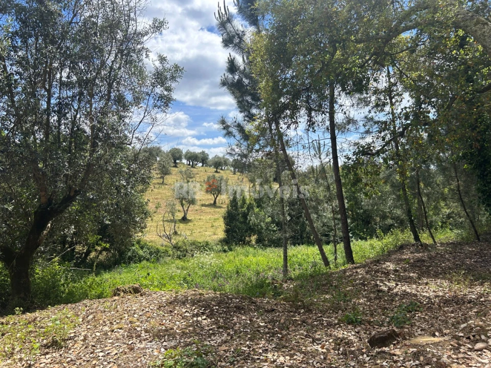 Terreno Agricola ou Rústico para Venda em Ferreira do Zezere Foto 4