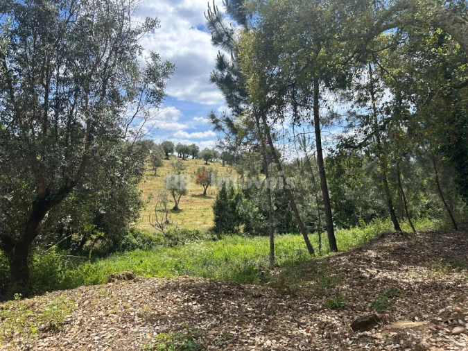 Terreno Agricola ou Rústico para Venda em Ferreira do Zezere Foto 4