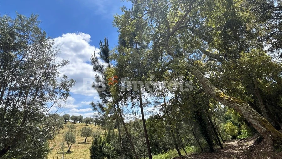 Terreno Agricola ou Rústico para Venda em Ferreira do Zezere