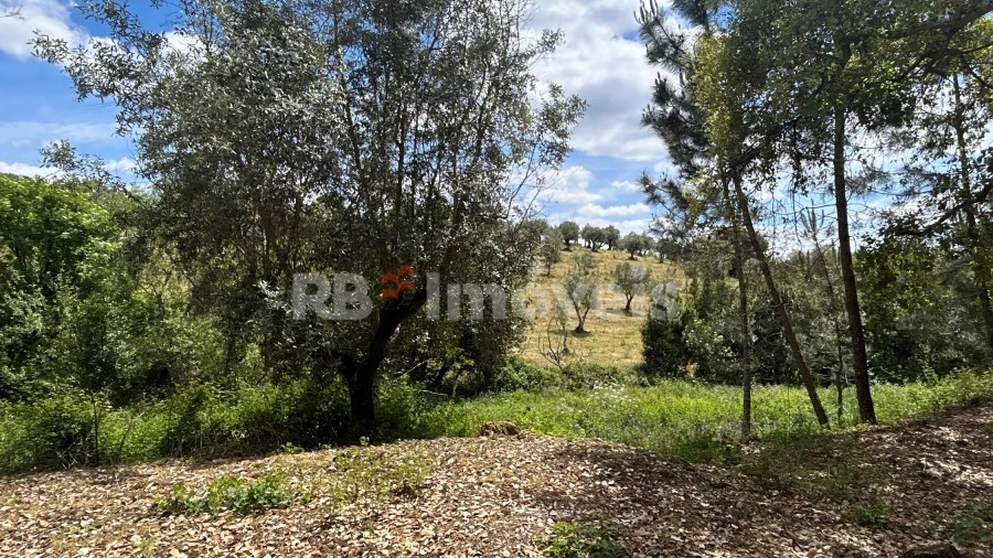 Terreno Agricola ou Rústico para Venda em Ferreira do Zezere