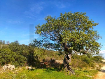 Terreno para Venda em Salir