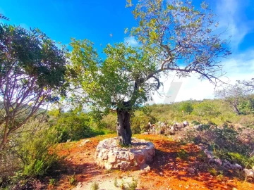 Terreno para Venda em Salir