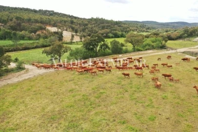 Quinta para Venda em Vale de Cavalos
