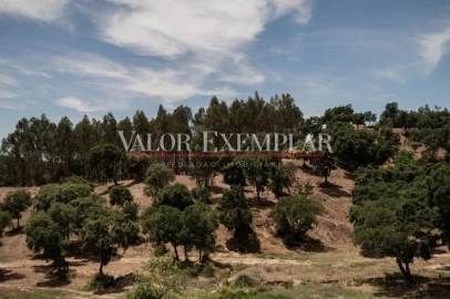 Quinta para Venda em Vale de Cavalos