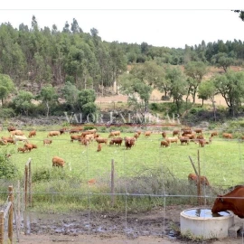 Quinta para Venda em Vale de Cavalos