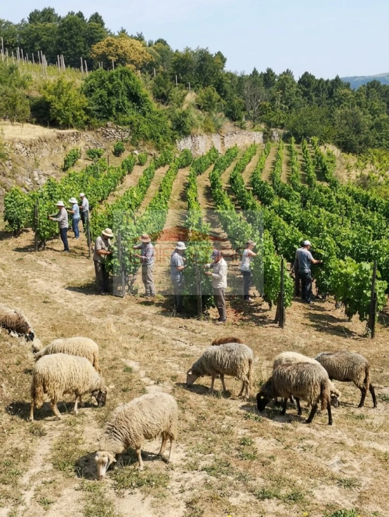 Terreno Agricola ou Rústico para Venda em Granja Nova e Vila Chã da Beira Foto 2