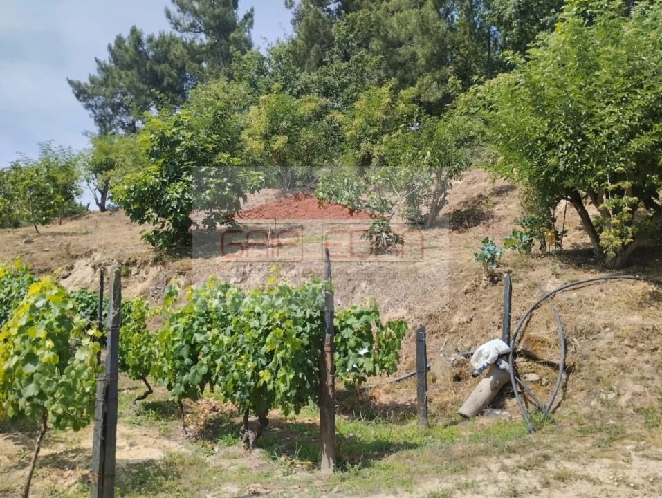 Terreno Agricola ou Rústico para Venda em Granja Nova e Vila Chã da Beira Foto 5