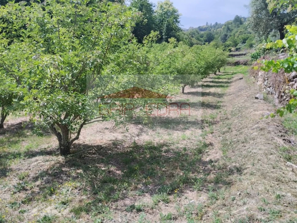 Terreno Agricola ou Rústico para Venda em Granja Nova e Vila Chã da Beira Foto 8