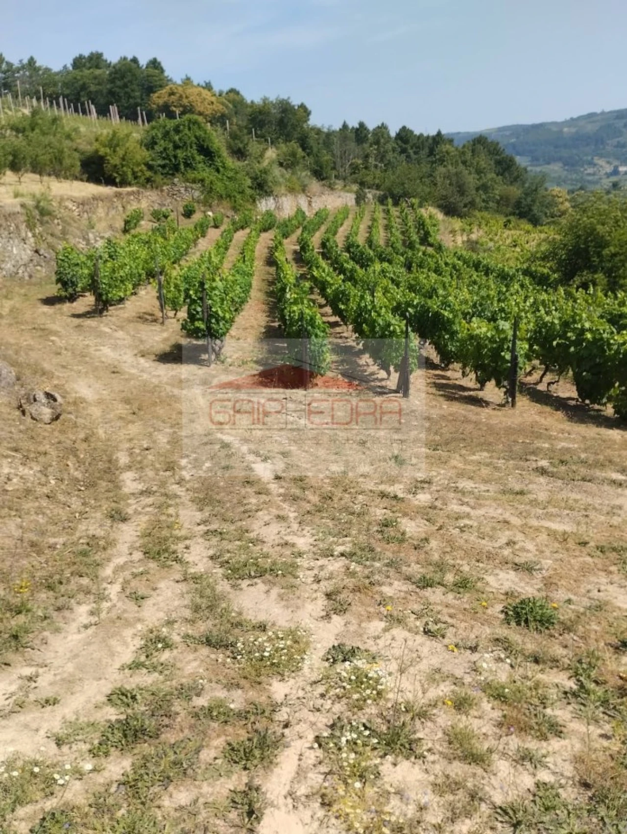 Terreno Agricola ou Rústico para Venda em Granja Nova e Vila Chã da Beira Foto 9