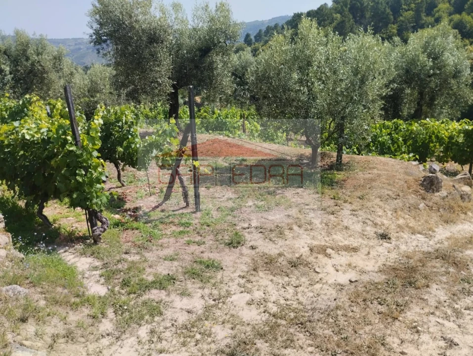 Terreno Agricola ou Rústico para Venda em Granja Nova e Vila Chã da Beira Foto 10