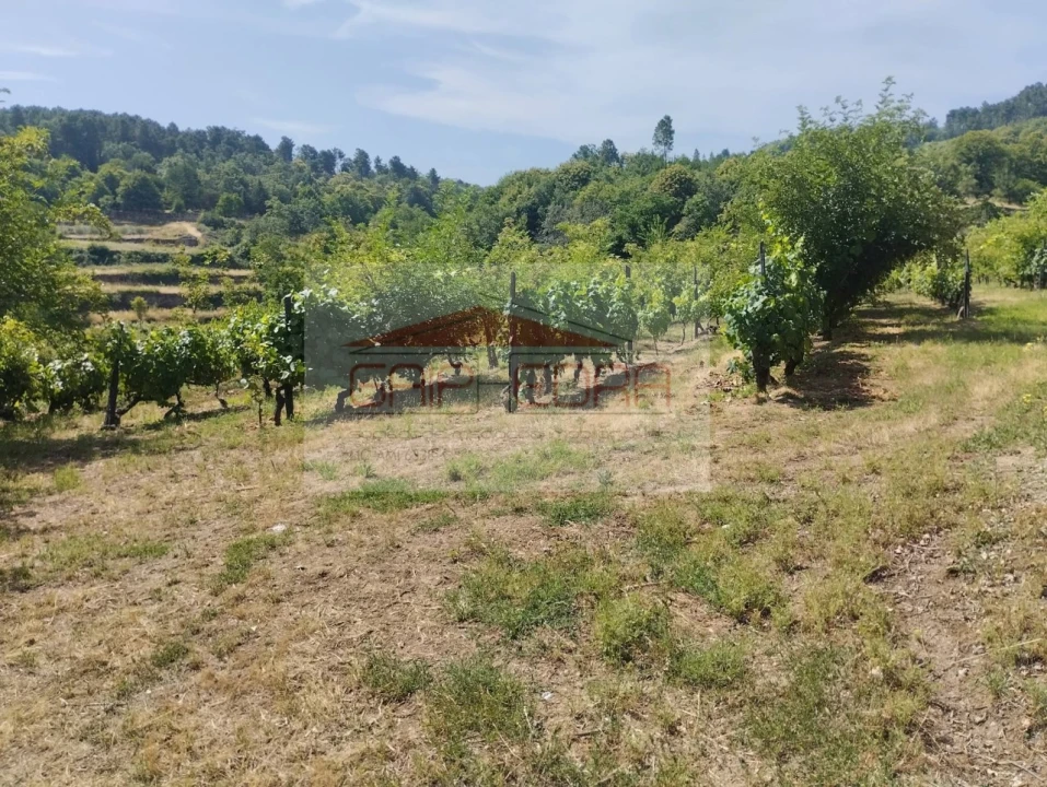 Terreno Agricola ou Rústico para Venda em Granja Nova e Vila Chã da Beira Foto 14