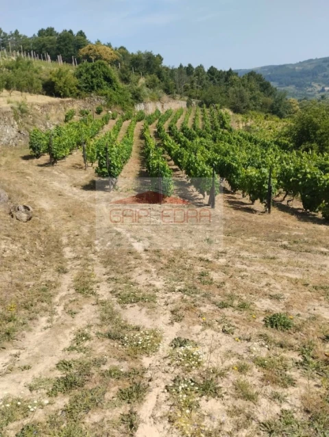 Terreno Agricola ou Rústico para Venda em Granja Nova e Vila Chã da Beira