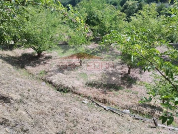 Terreno Agricola ou Rústico para Venda em Granja Nova e Vila Chã da Beira