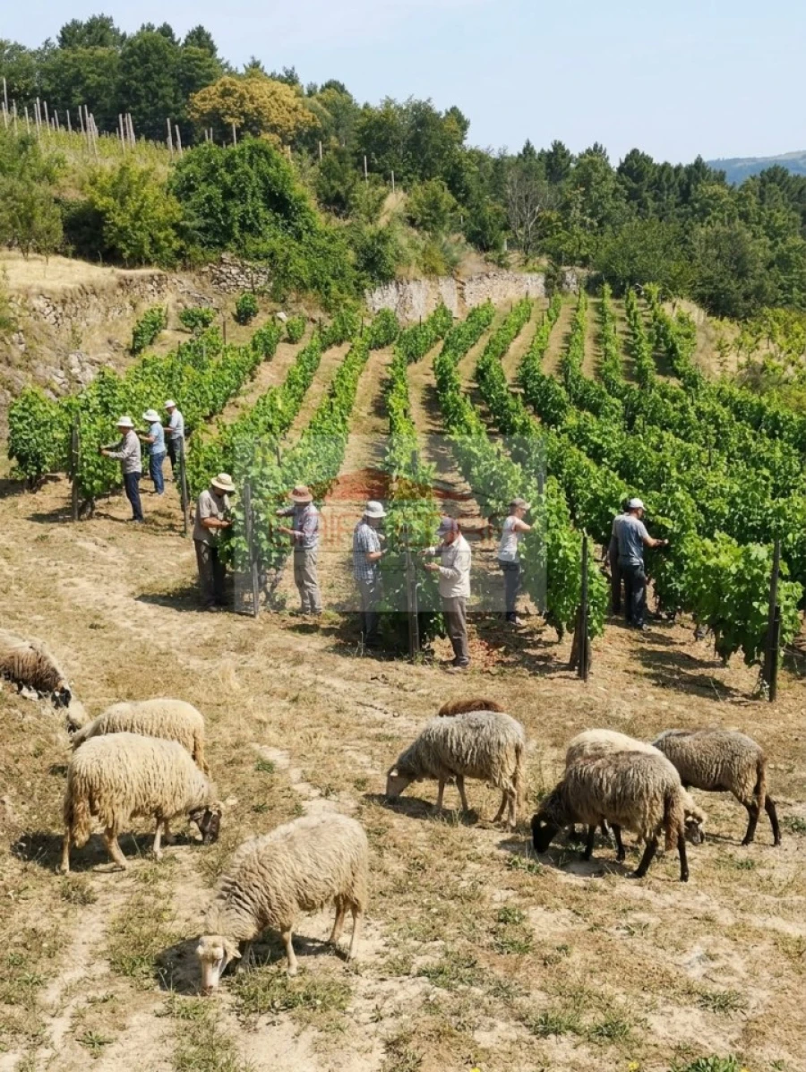 Terreno Agricola ou Rústico para Venda em Granja Nova e Vila Chã da Beira Foto 2