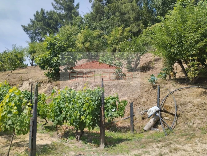 Terreno Agricola ou Rústico para Venda em Granja Nova e Vila Chã da Beira Foto 5
