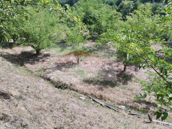 Terreno Agricola ou Rústico para Venda em Granja Nova e Vila Chã da Beira Foto 12