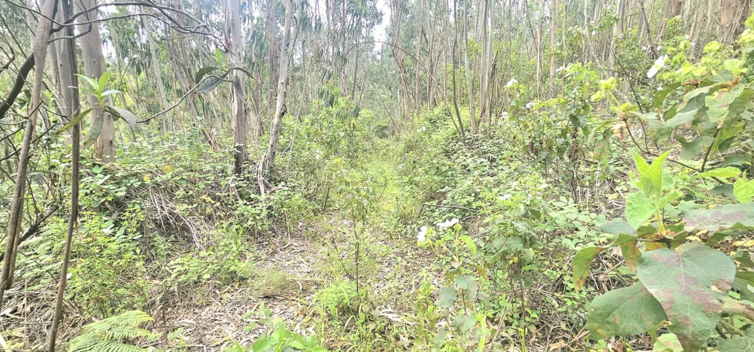 Moradia T1 para Venda em Marmelete Foto 7