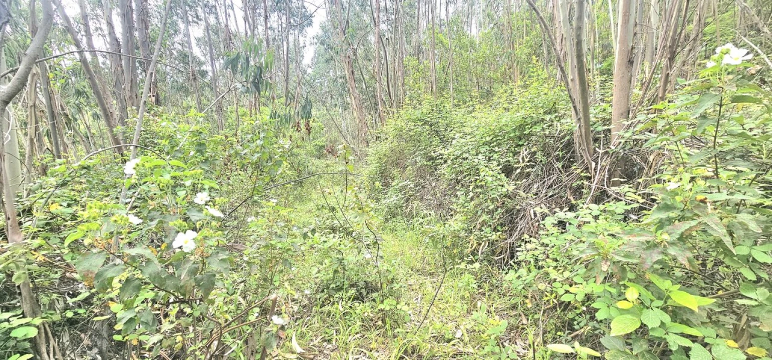 Moradia T1 para Venda em Marmelete Foto 9