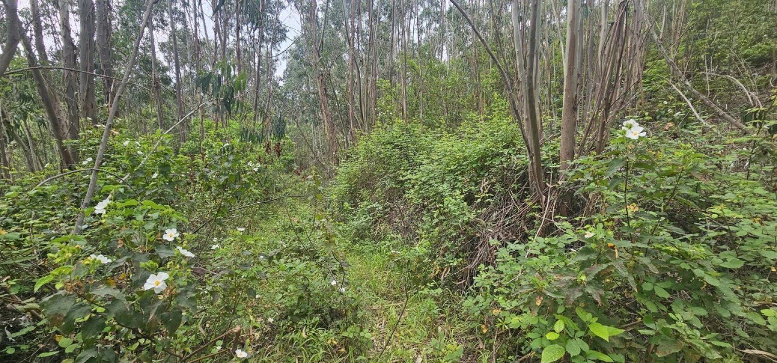 Moradia T1 para Venda em Marmelete Foto 10