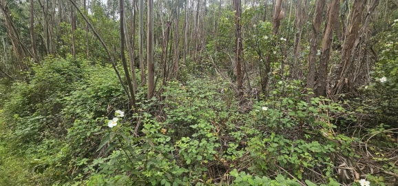 Moradia T1 para Venda em Marmelete