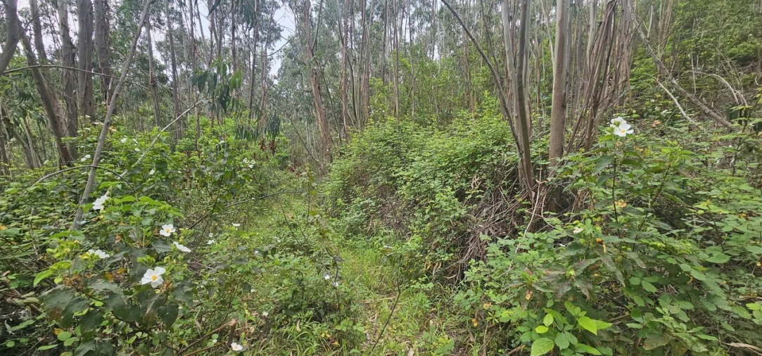 Moradia T1 para Venda em Marmelete Foto 10