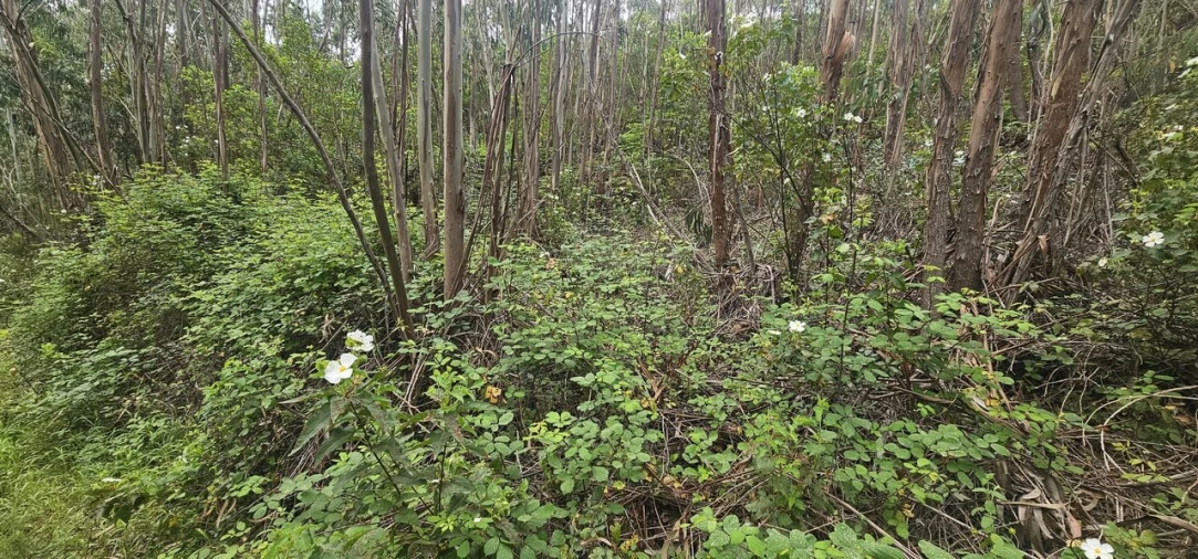 Moradia T1 para Venda em Marmelete Foto 11