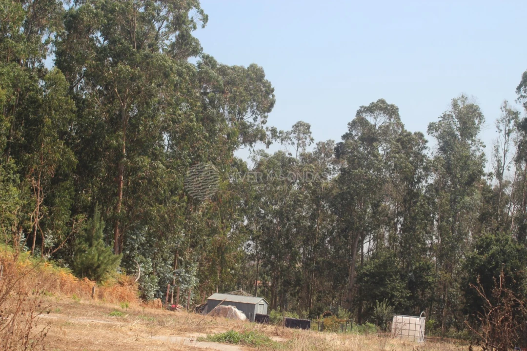 Terreno para Venda em Arvore Foto 8
