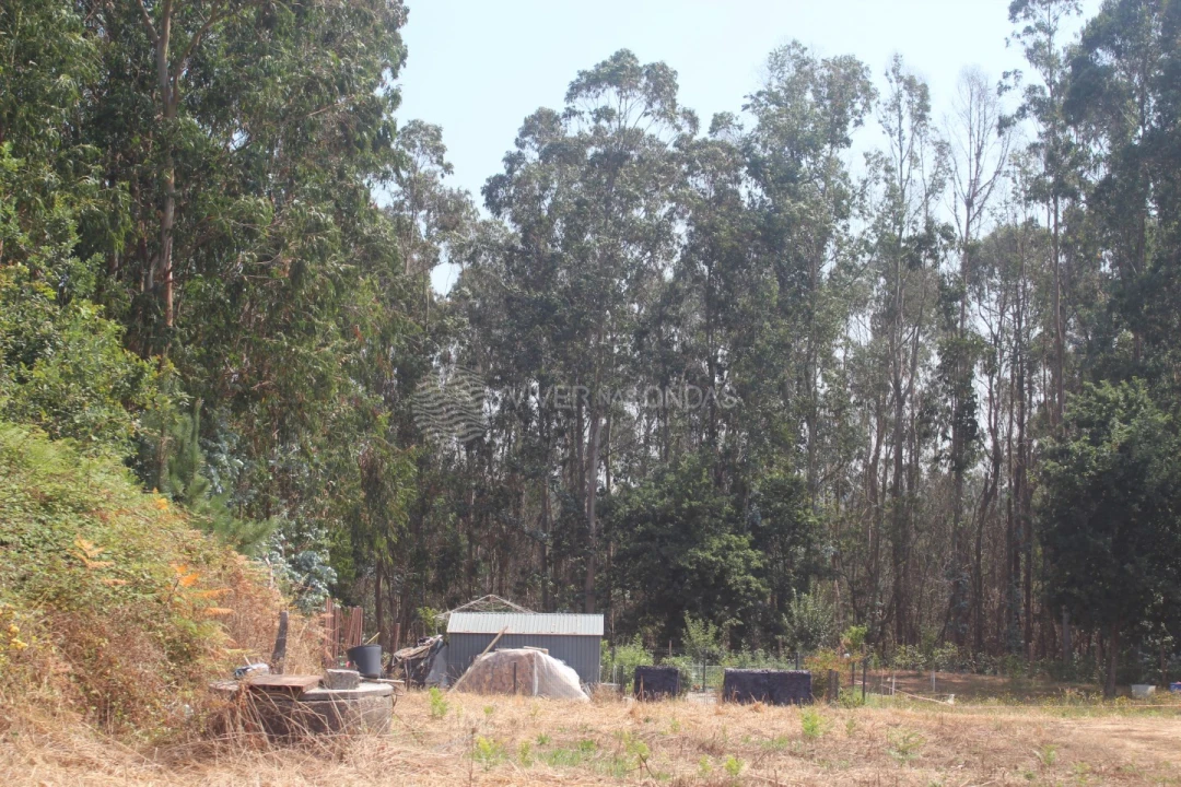 Terreno para Venda em Arvore Foto 11