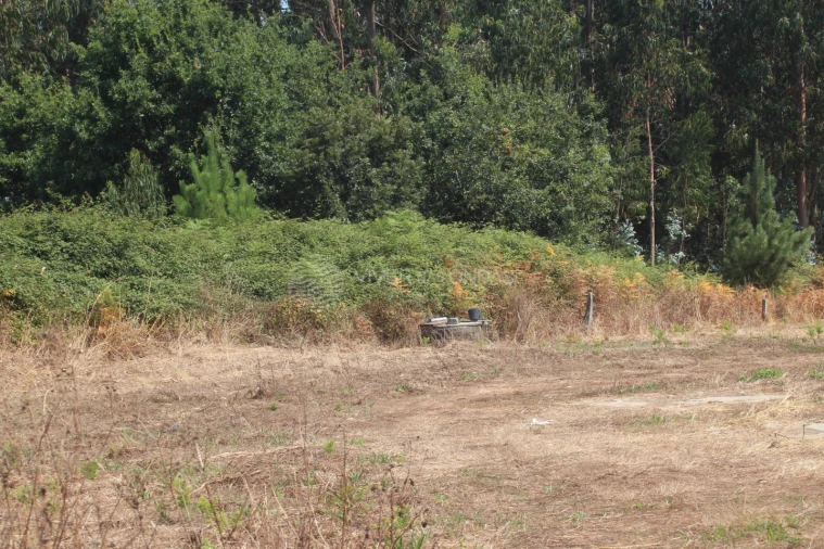 Terreno para Venda em Arvore Foto 4