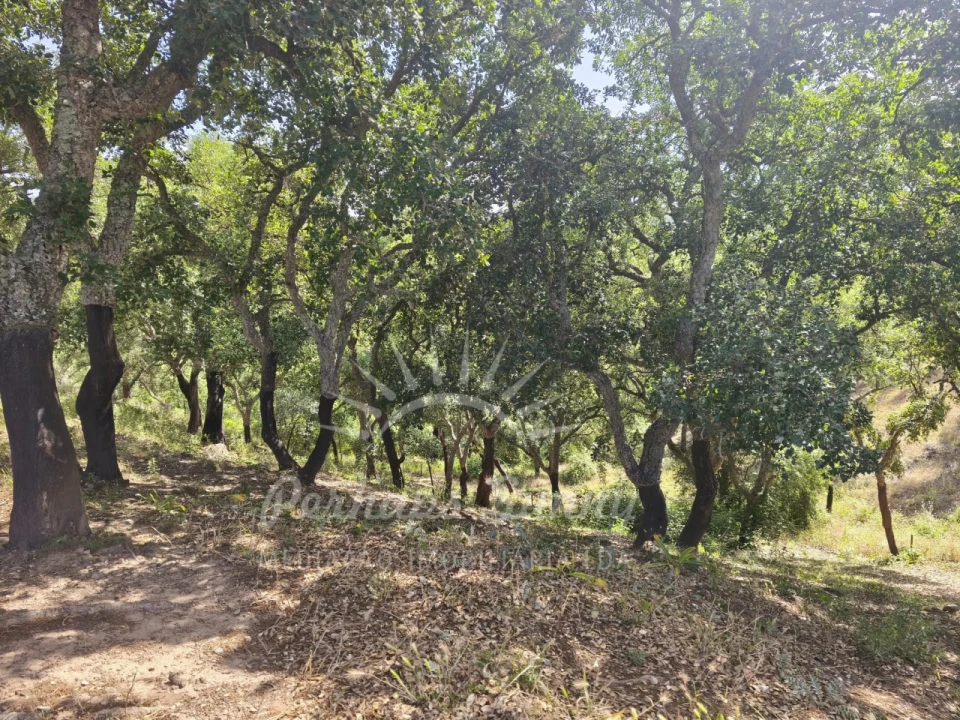 Terreno Misto para Venda em São Francisco da Serra Foto 4