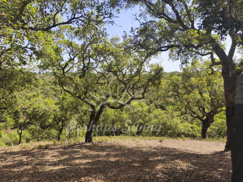 Terreno Misto para Venda em São Francisco da Serra Foto 7