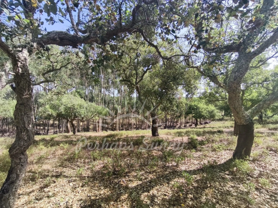 Terreno Misto para Venda em São Francisco da Serra Foto 9