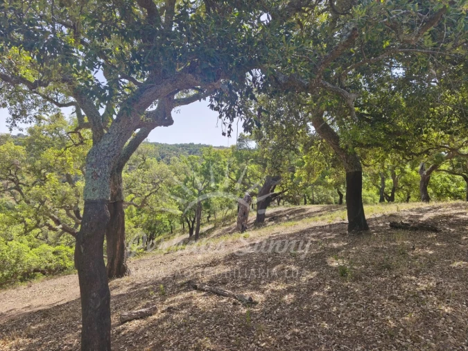 Terreno Misto para Venda em São Francisco da Serra Foto 6