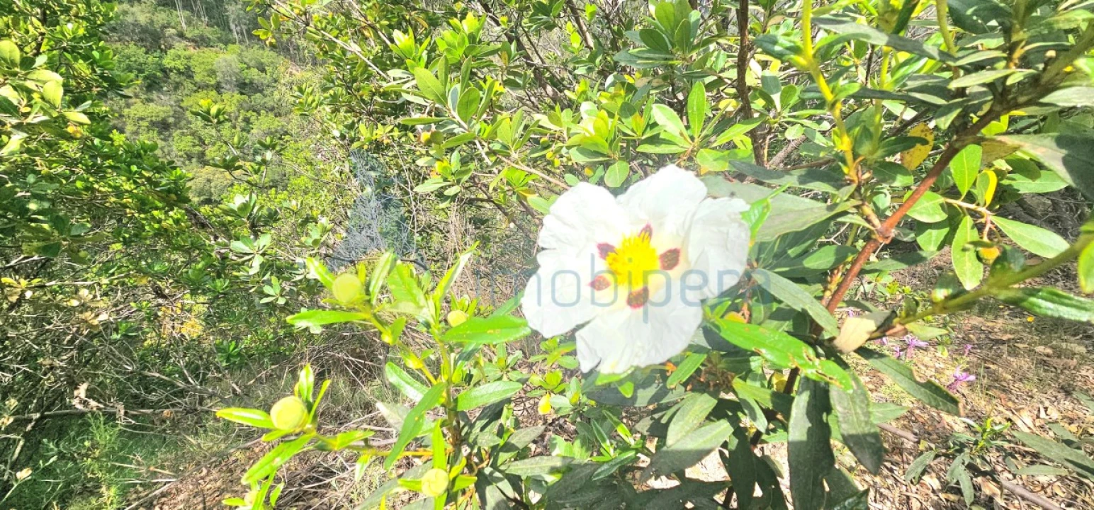 Terreno para Venda em Monchique Foto 5