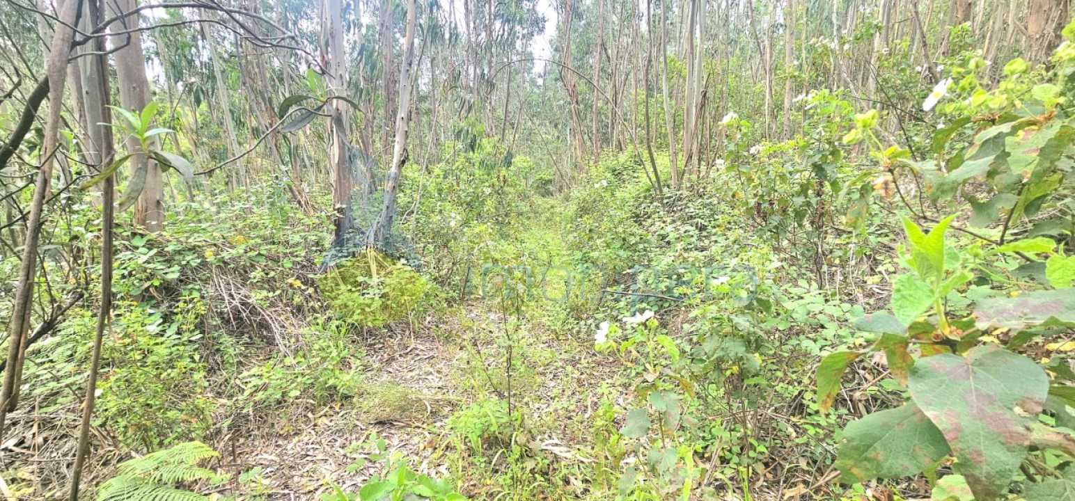 Terreno para Venda em Monchique Foto 7