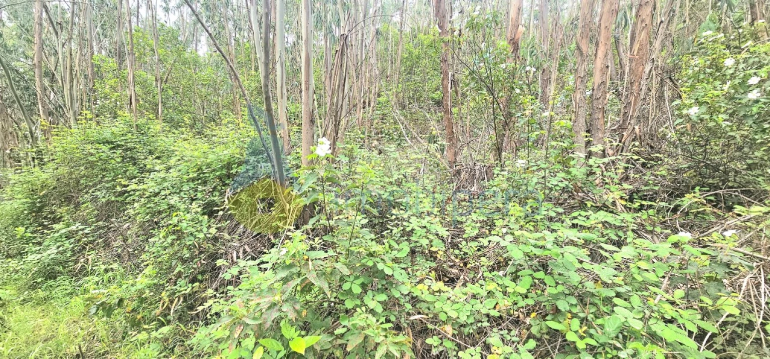 Terreno para Venda em Monchique Foto 8