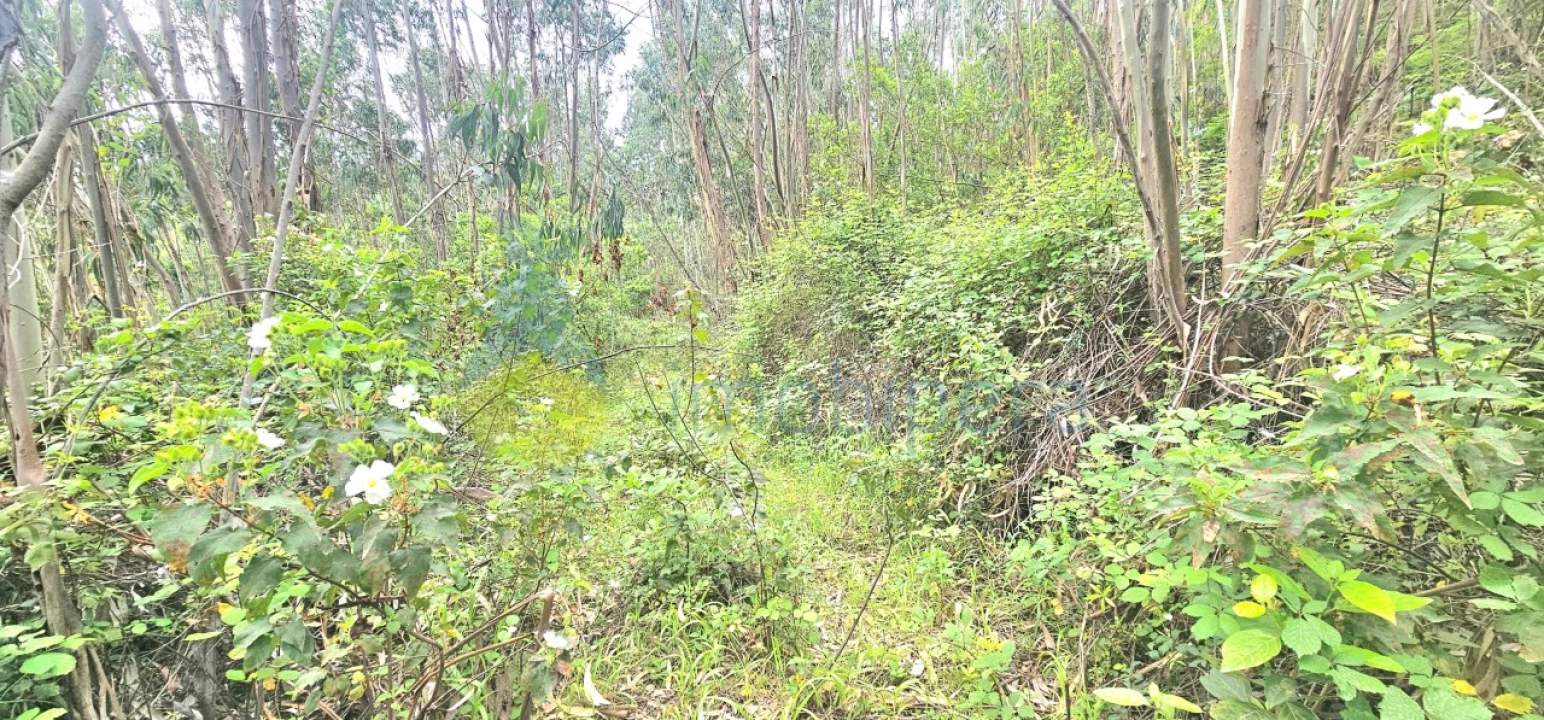 Terreno para Venda em Monchique Foto 9