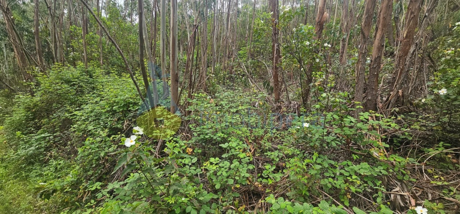 Terreno para Venda em Monchique Foto 11