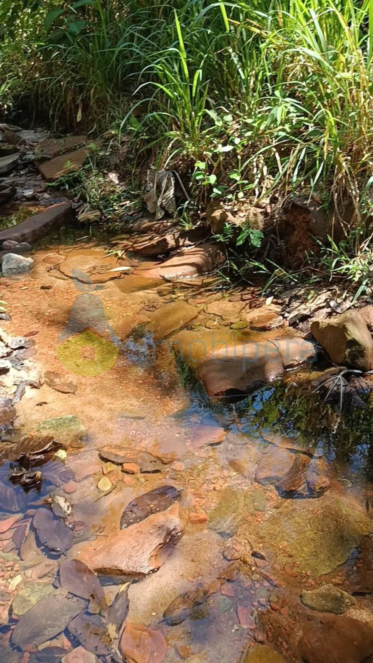 Terreno para Venda em Monchique Foto 2