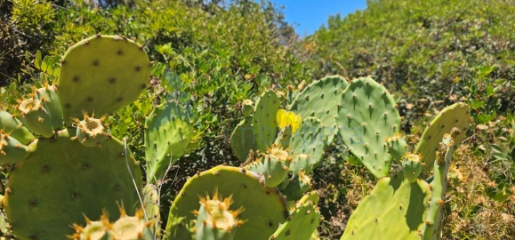 Terreno para Venda em Monchique