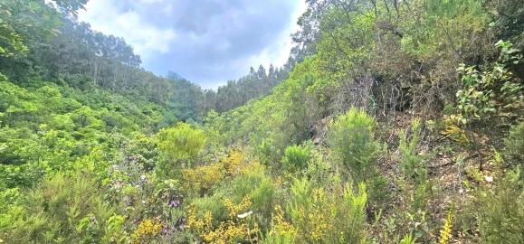 Terreno para Venda em Monchique