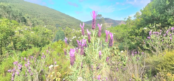 Terreno para Venda em Monchique