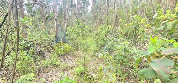 Terreno para Venda em Monchique